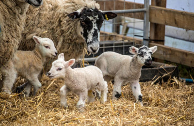 Willows Activity Farm Sheep and Lambs February Frolics